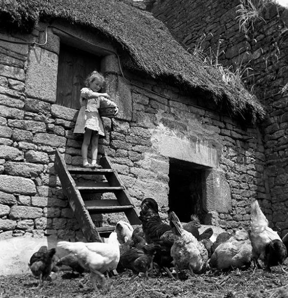 Poules de la ferme